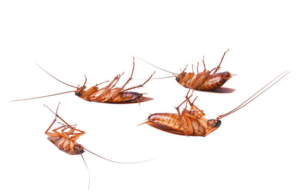 roaches at home