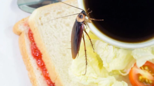 6 Foods That Attract Cockroaches Within Seconds