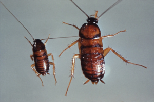 Baby Roaches