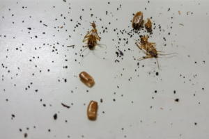 Cockroach and Mouse Droppings