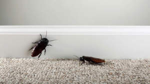 Does Killing Cockroaches Attract