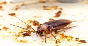 How Do Cockroaches Get in the Dishwasher