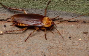 How To Get Rid of American Roaches