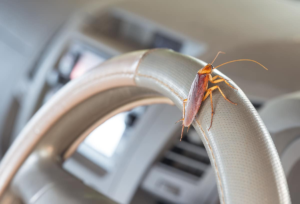 How to Get Rid of Roaches in Your Car