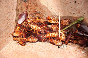 How to Identify a Cockroach Nest in Your Home