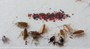 Natural Ways to Get Rid of Small Roaches in Your Kitchen