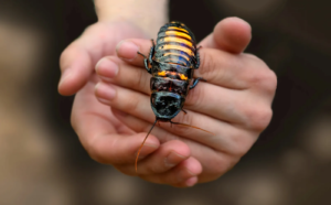 What Attracts Oriental Cockroaches