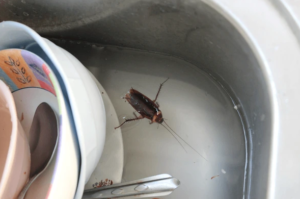 dishwasher in roaches