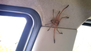 4 Effective Ways to Get Rid of Spiders in Your Car