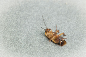 Dead Roaches In Your House