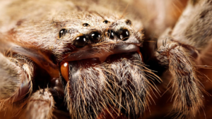 Hobo Spider vs. Wolf Spider