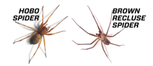 Hobo Spiders vs. Brown Recluse Spiders