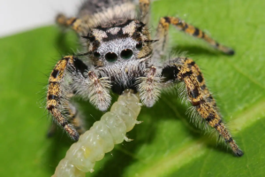 How Long Can Spiders Go Without Eating