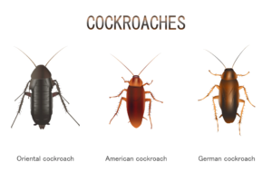 How Many Types of Roaches Are There