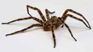 What Are Wolf Spiders