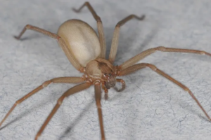 What are Brown Recluse Spiders