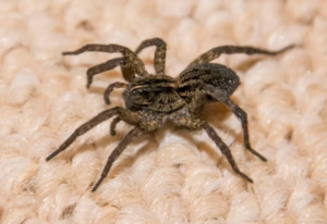 Wolf Spiders in Washington