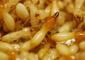 7 Bugs That Look Like Termites