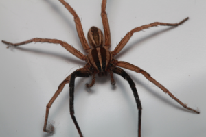 Are Wolf Spiders Dangerous