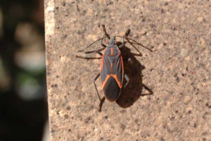 Boxelder Bugs