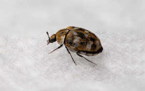 Carpet Beetles in Bed