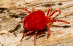 Different Types of Little Red Bugs