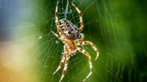 How to Get Rid of Spider Webs Outside