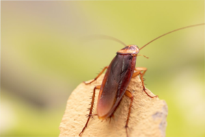 Palmetto Bugs vs Cockroach