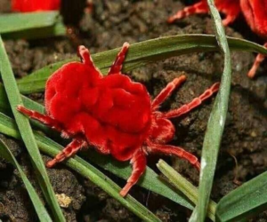 Red Velvet Mites