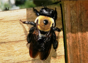 Types of Carpenter Bees