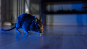 12 Ways to Catch Rats in Your House