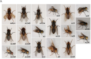 Different Types of Flies Common