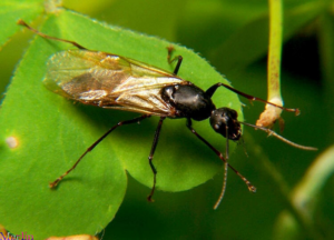 Get Rid of Flying Carpenter Ants