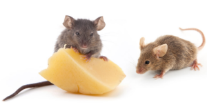 What Food Kills Mice Instantly