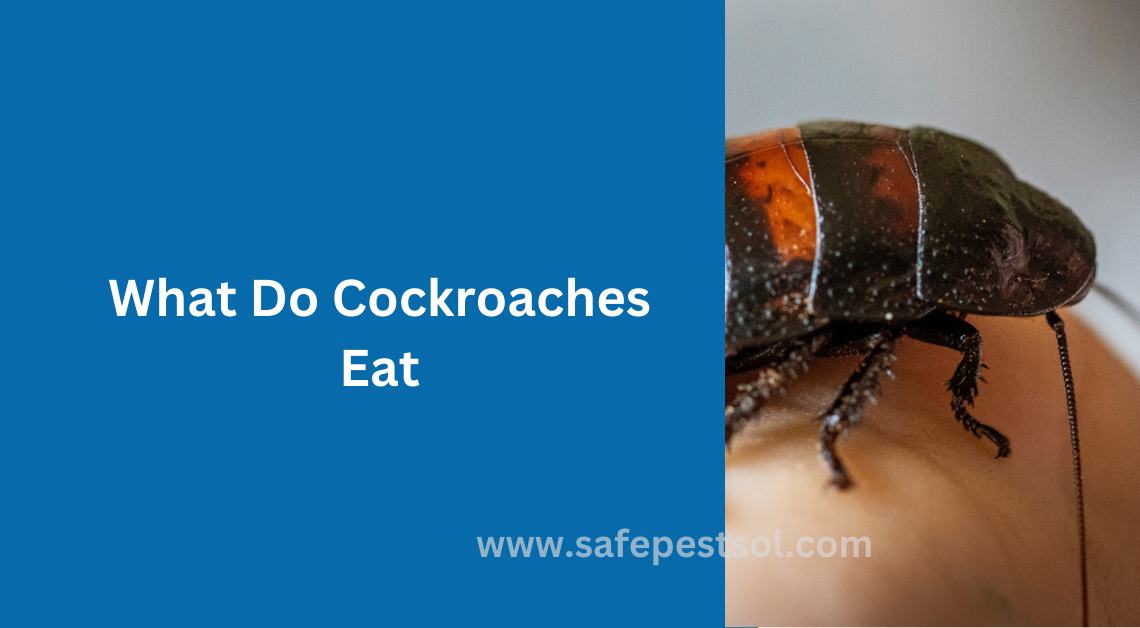 What Do Cockroaches Eat