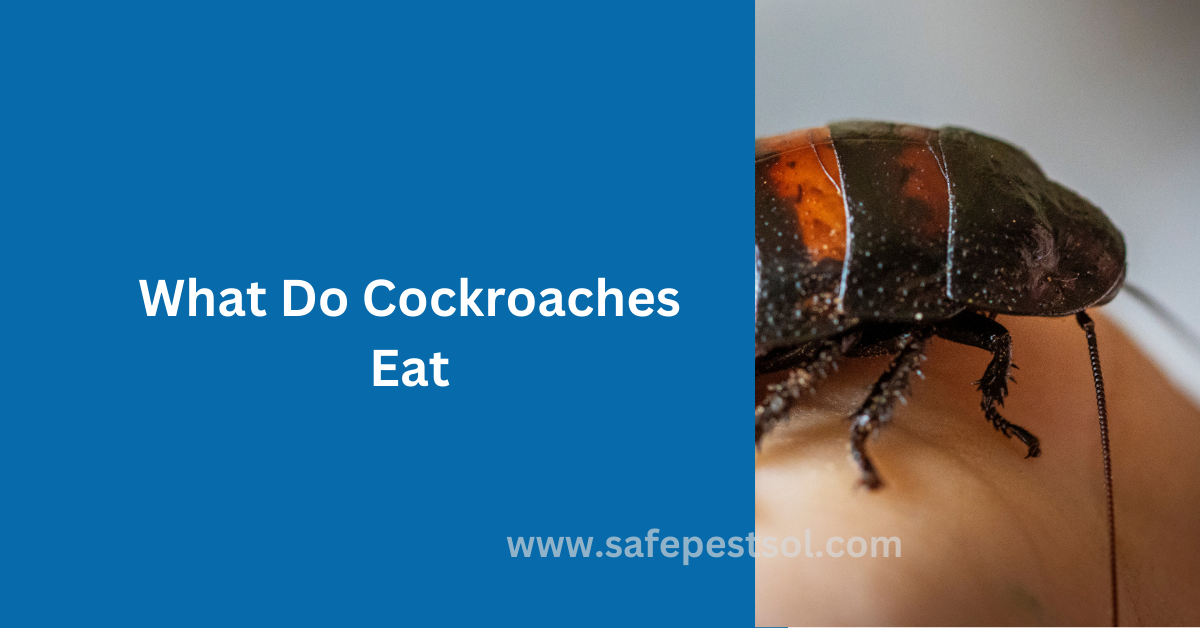 What Do Cockroaches Eat