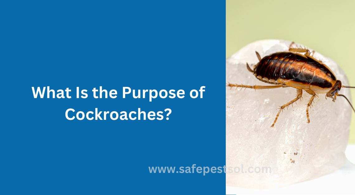 What Is the Purpose of Cockroaches