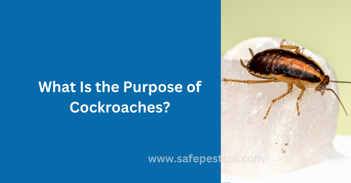 What Is the Purpose of Cockroaches