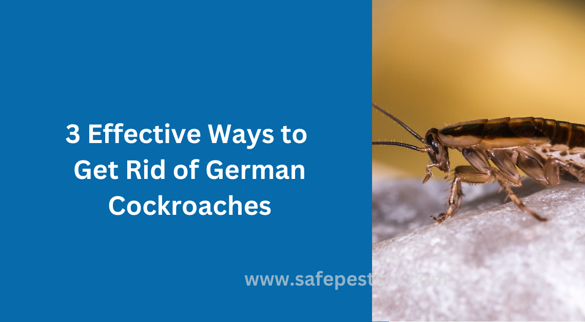 3 Effective Ways to Get Rid of German Cockroaches