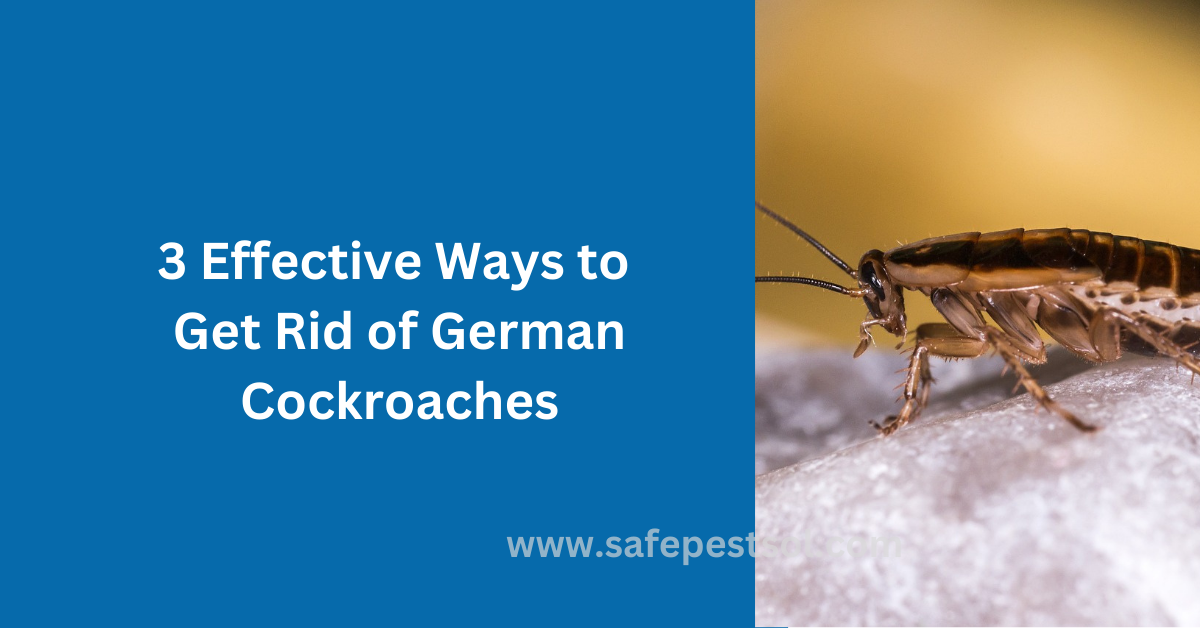 3 Effective Ways to Get Rid of German Cockroaches