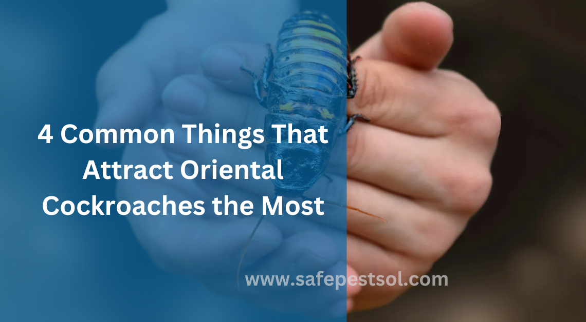 4 Common Things That Attract Oriental Cockroaches the Most