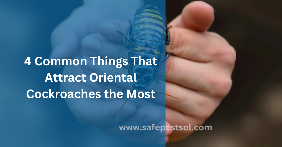 4 Common Things That Attract Oriental Cockroaches the Most