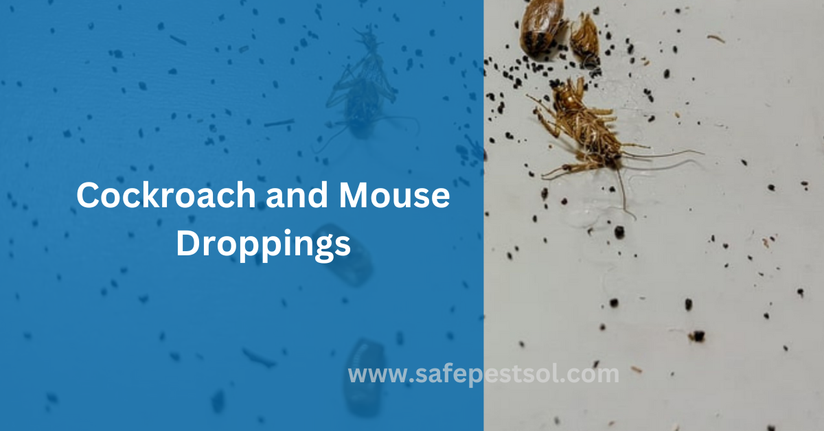 Cockroach and Mouse Droppings