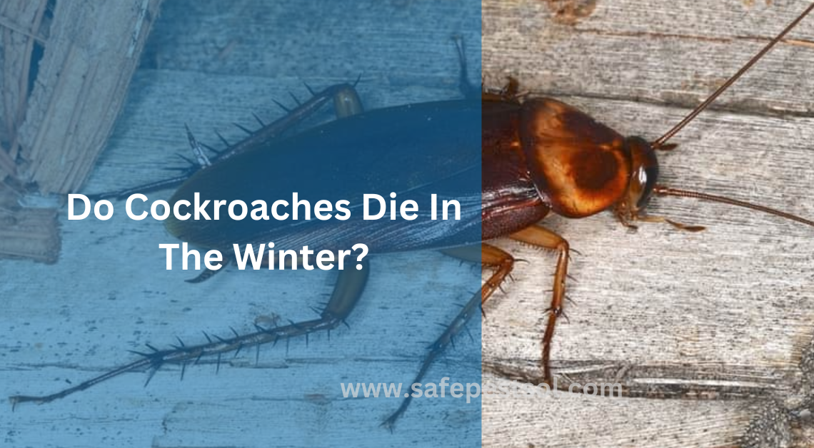 Do Cockroaches Die In The Winter