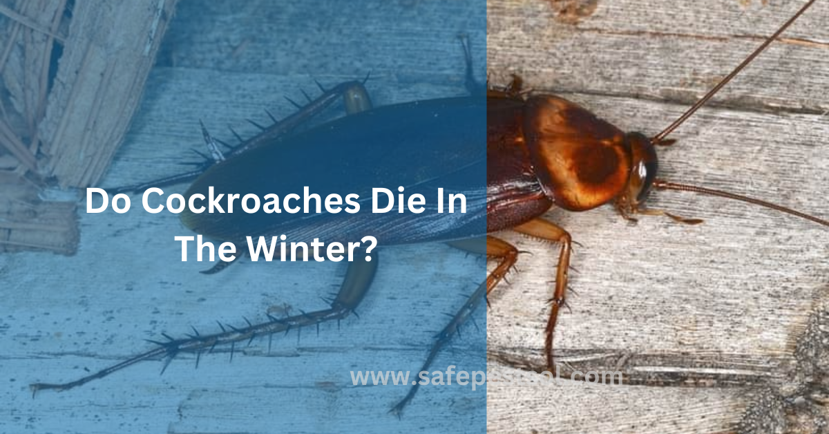 Do Cockroaches Die In The Winter