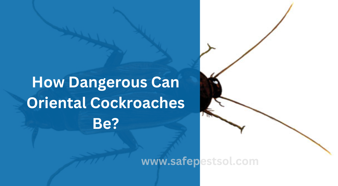 How Dangerous Can Oriental Cockroaches Be