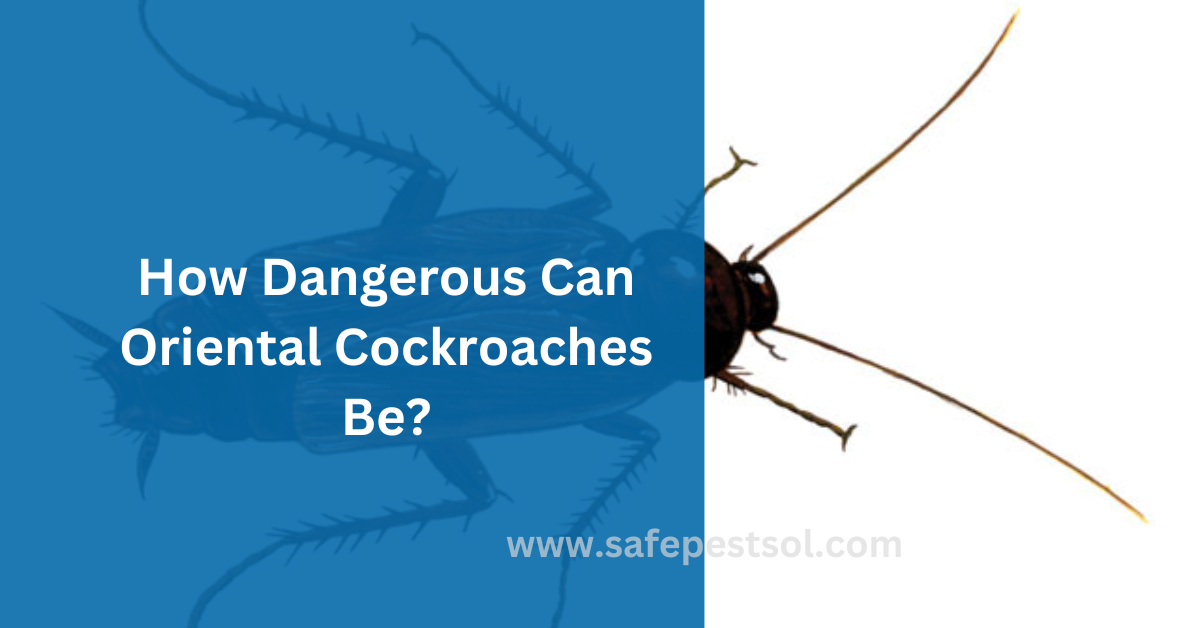 How Dangerous Can Oriental Cockroaches Be