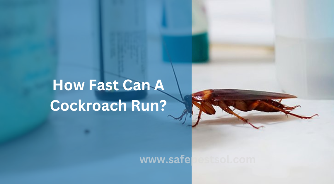 How Fast Can A Cockroach Run