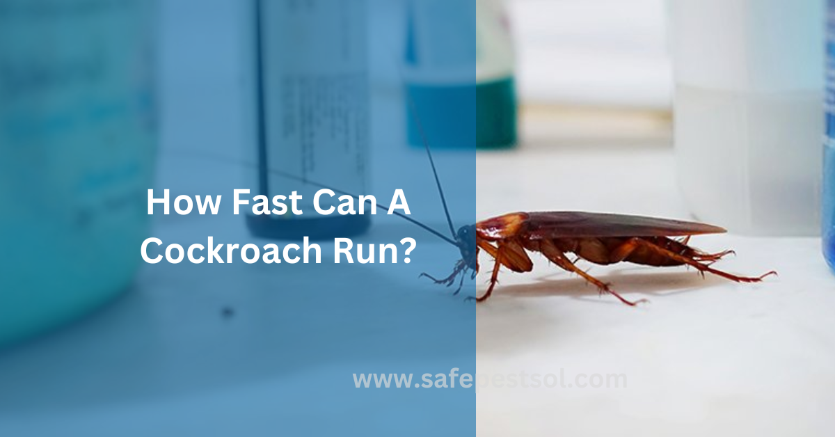 How Fast Can A Cockroach Run