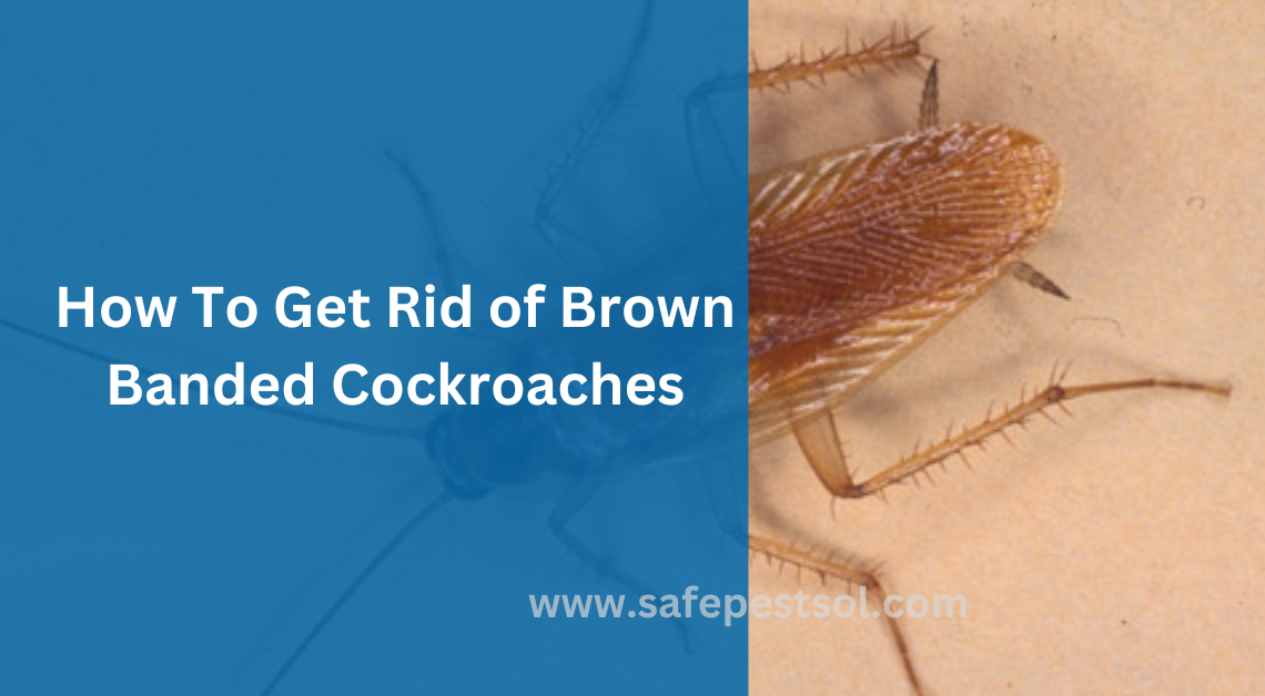 How To Get Rid of Brown Banded Cockroaches